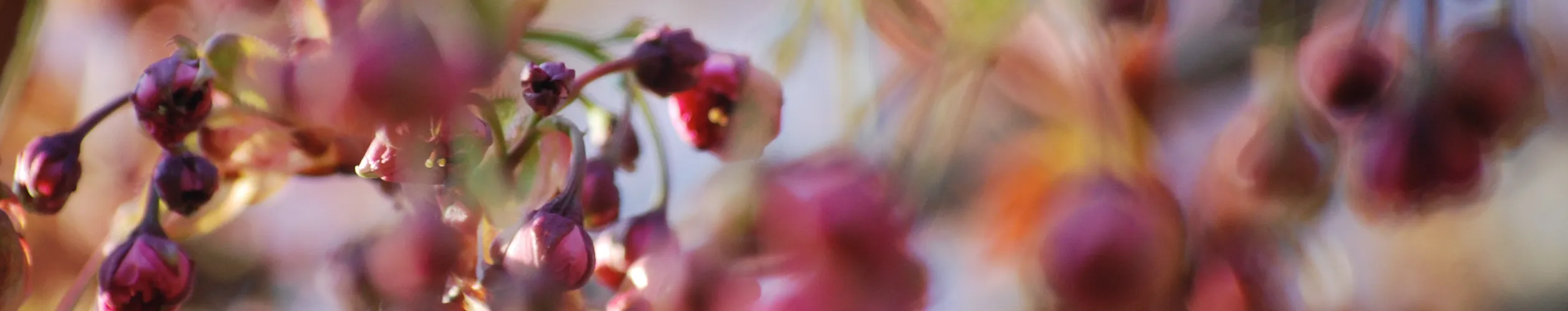 Sich öffnende Knospen einer japanischen Kirsche in der Frühjahrssonne