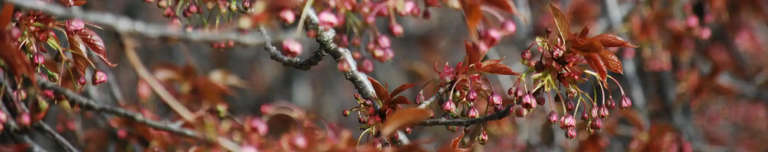 Viele kleine Knospen und die ersten jungen Blätter der japanischen Kirsche