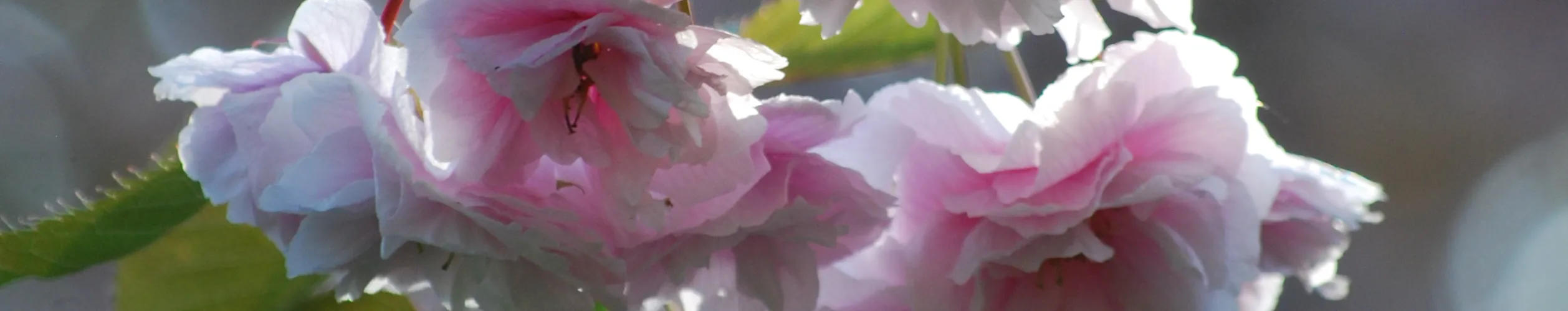 Fotoausschnitt eines Zierkirschenzweiges, von dem eine Kaskade Blüten herabhängt.