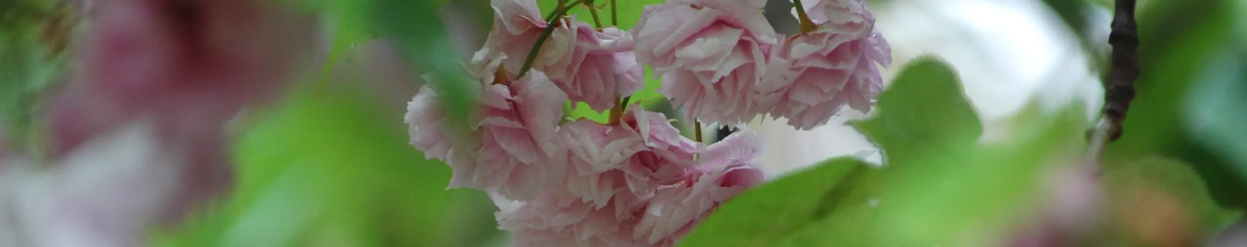 Zerzauste Kirschblüten zwischen frischen Frühlingsblättern